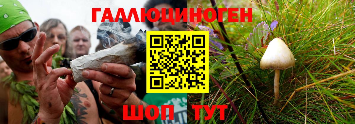 Псилоцибиновые грибы Psilocybine cubensis Кировск